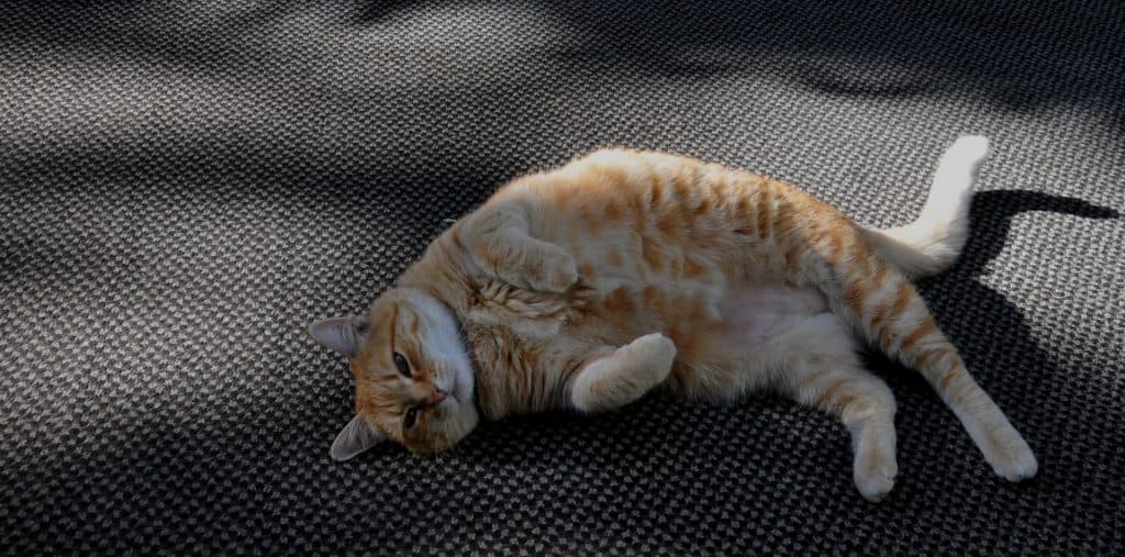 例年以上に動き出しの遅い良血2歳馬