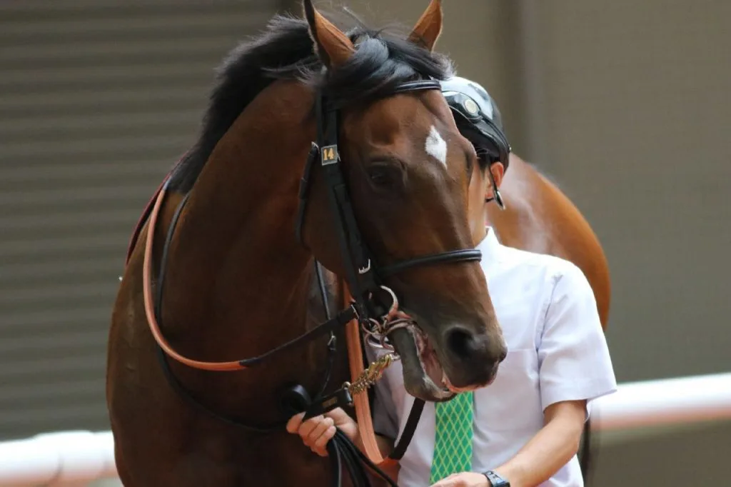 サトノダイヤモンドは大阪杯から宝塚記念を目標に