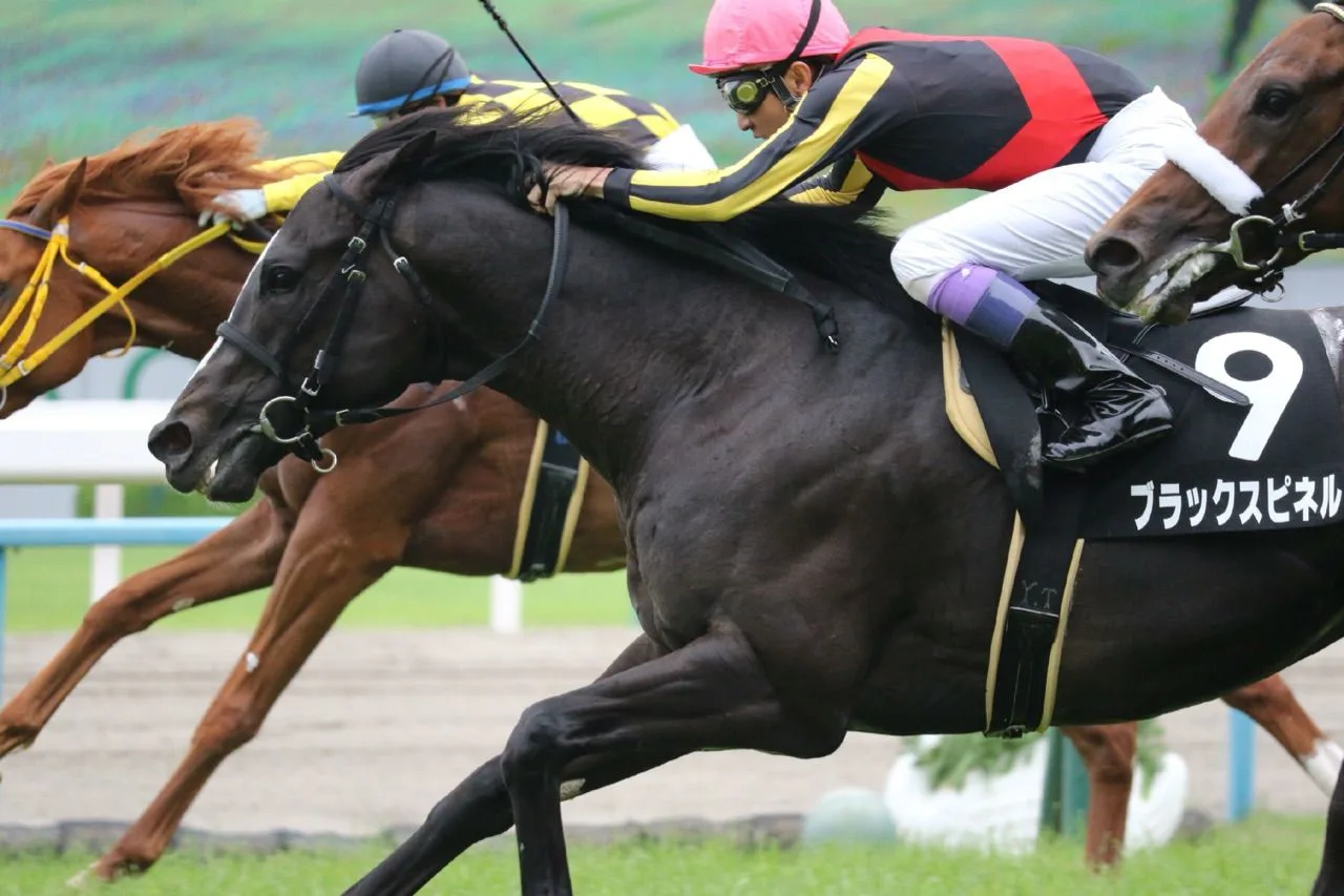 【富士ステークス2016予想】ブラックスピネルが重賞勝ち馬達を一蹴して初重賞を！