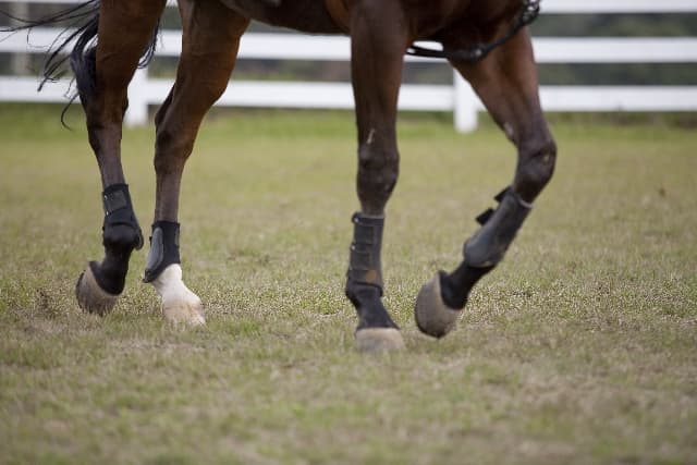 【ホープフルS2017】ルーカス、調教中に放馬。出走は回避