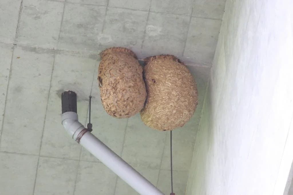 あわや大惨事？東京競馬場にスズメバチ襲来