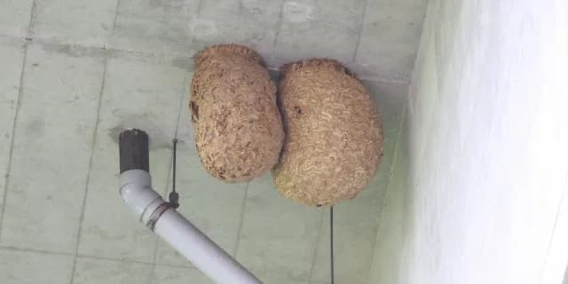 あわや大惨事？東京競馬場にスズメバチ襲来