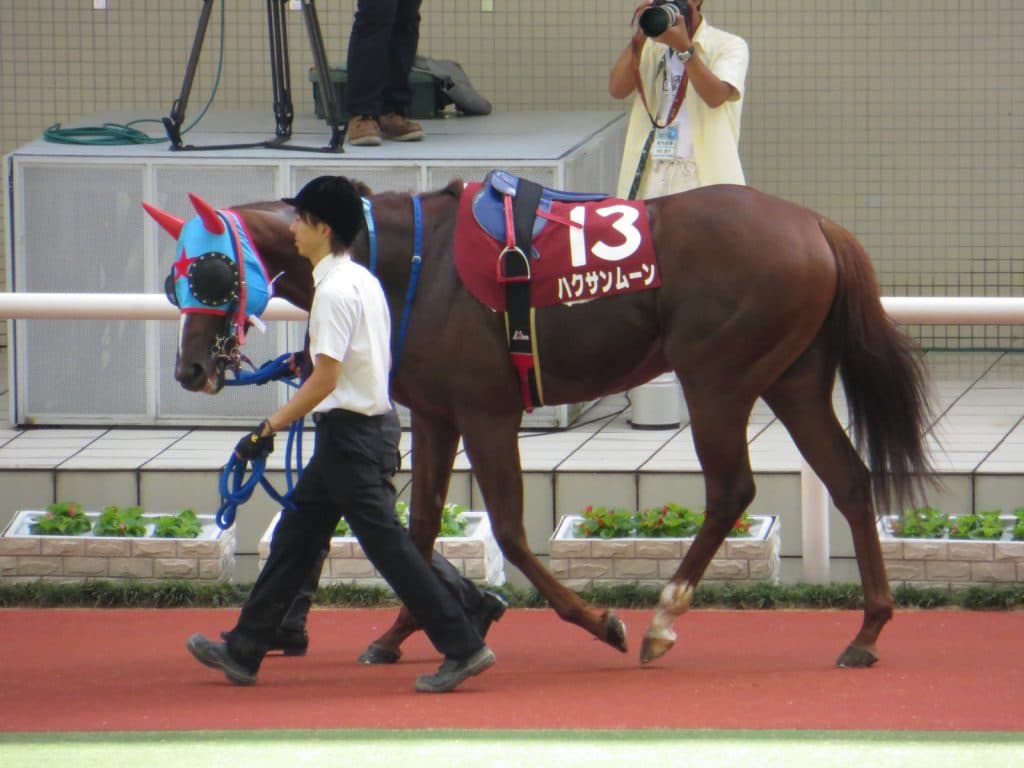 【オパールS2016予想】ナックビーナス、酒井騎手にとってのハクサンムーン後継に