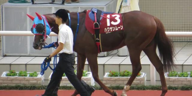 【オパールS2016予想】ナックビーナス、酒井騎手にとってのハクサンムーン後継に