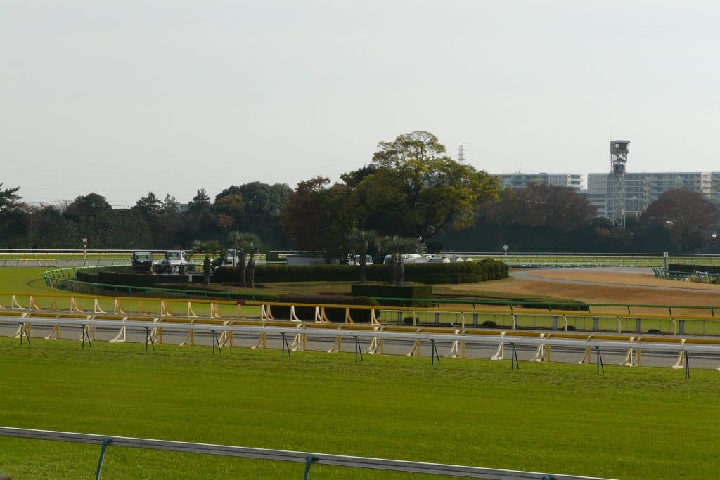 【クイーンC予想2017】試金石の一走。トーホウアイレス東京コースとの相性は？