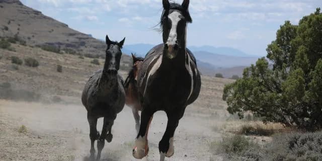 ベストマッチョ、オープン目前！ベストウォーリア・モーニンに続け！