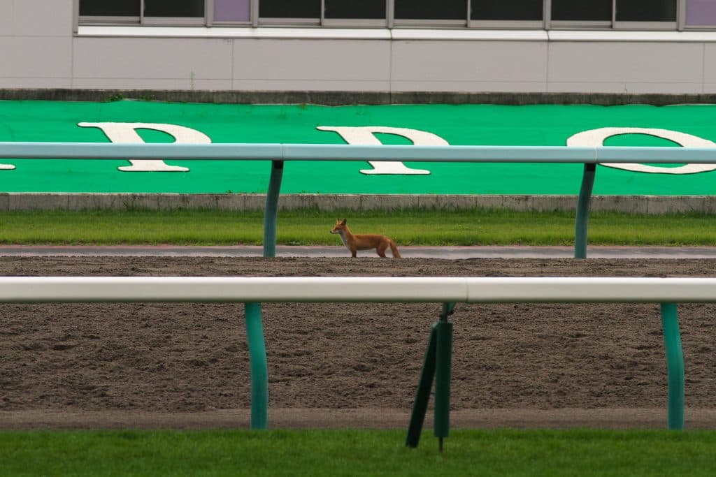 【霜月S予想2016】タールタンの能力が1枚上。