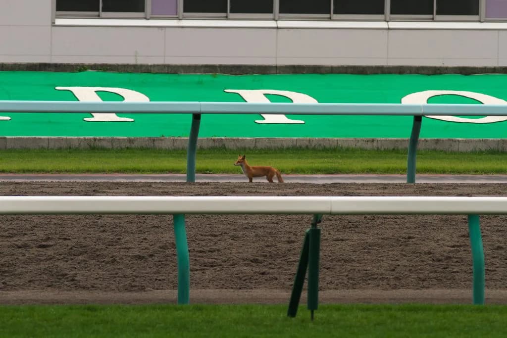 【霜月S予想2016】タールタンの能力が1枚上。