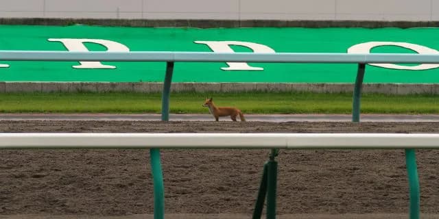 【霜月S予想2016】タールタンの能力が1枚上。