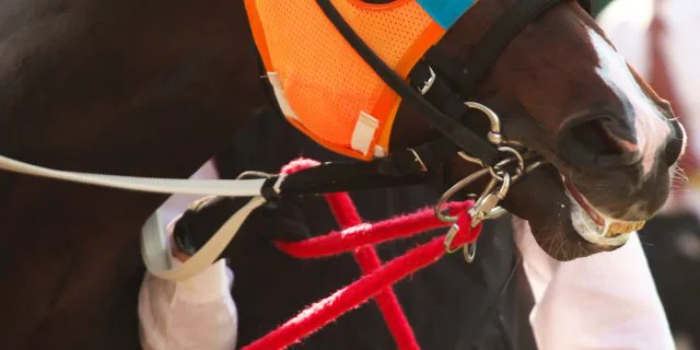 ホッコータルマエ引退！右前脚に跛行、引退早まる