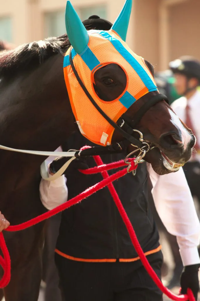 ホッコータルマエ引退！右前脚に跛行、引退早まる