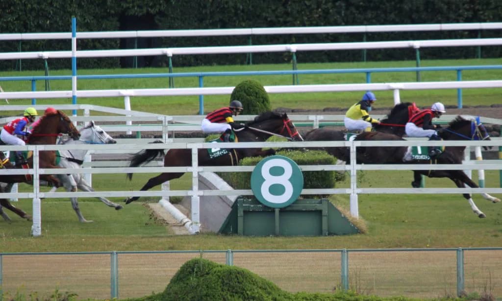 1番人気が安定して結果を出す銀行レース・牛若丸ジャンプステークス