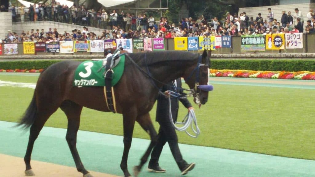関屋記念2017の予想！連覇狙うヤングマンパワー、鍵は“ペース”！？