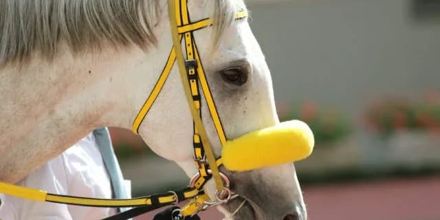 【マイルチャンピオンシップ予想2016】短中距離路線から回帰組と京都マイル巧者、曲者ぞろいの8歳勢