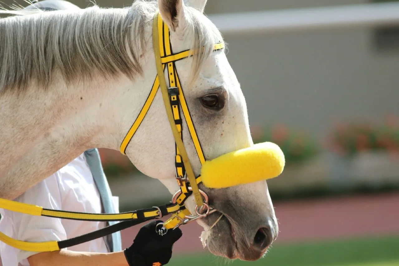 スノードラゴン、引退。種牡馬へ