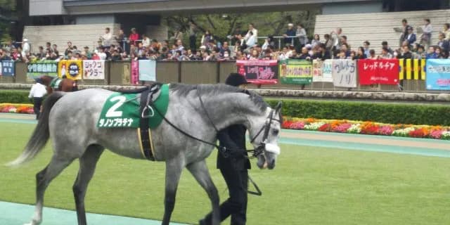 【東京新聞杯2018予想】東京マイルならこの馬！ダノンプラチナ✕田辺騎手の新コンビに注目