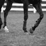 【函館2歳S2018】ジゴロ、回避