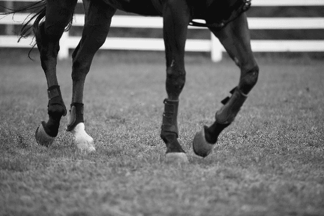 メラグラーナ、レース中の骨折で予後不良に