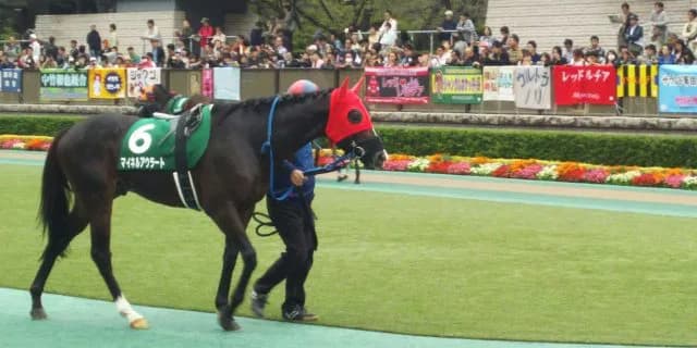 中京記念(2017)の予想！本命は去年負けた“あの馬”？敗戦の悔しさ払拭へ！