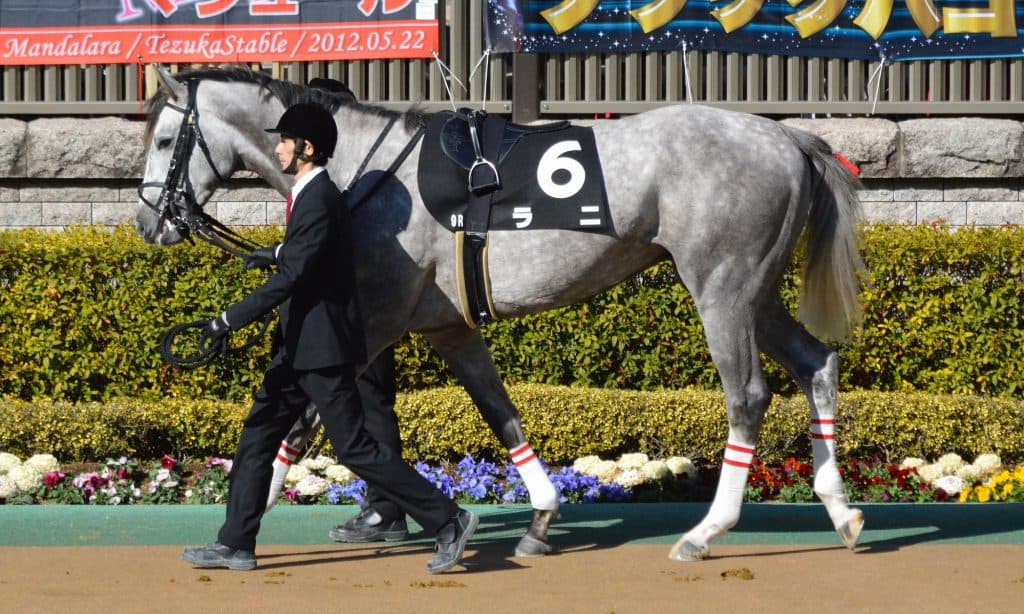 ラニ、現役引退し種牡馬へ。種付料は50万