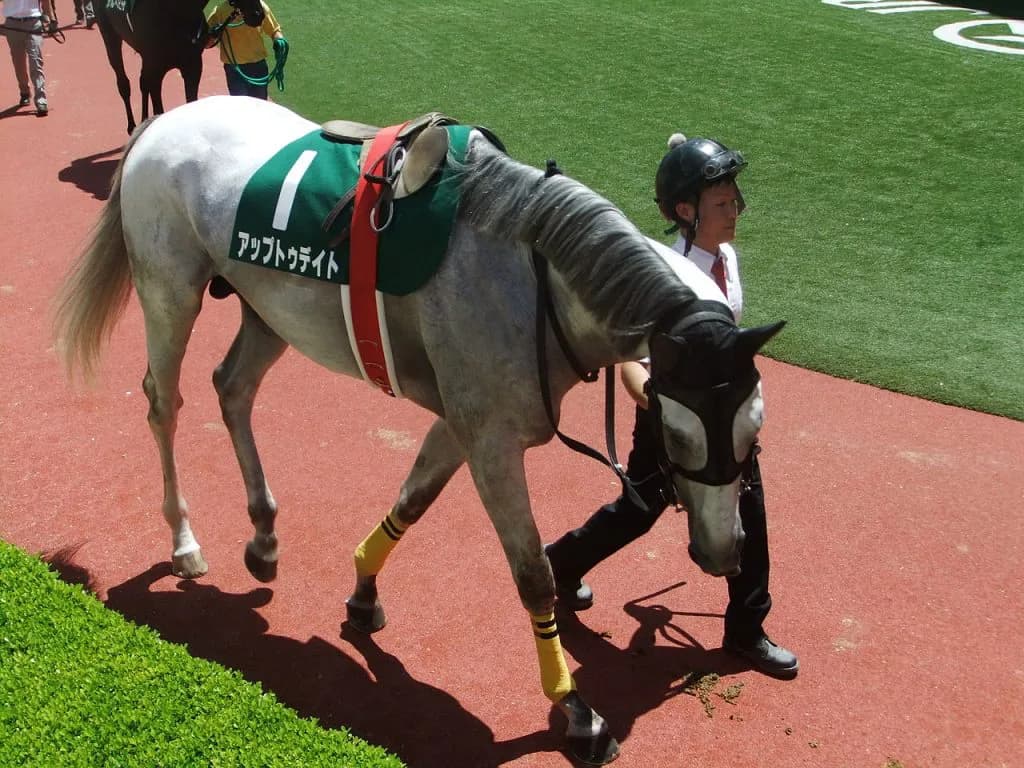 中山大障害連覇へ！！アップトゥデイト