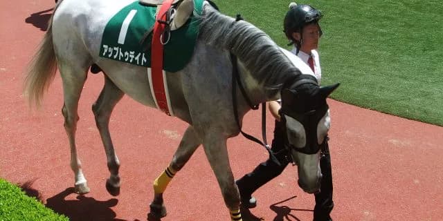 中山大障害連覇へ！！アップトゥデイト