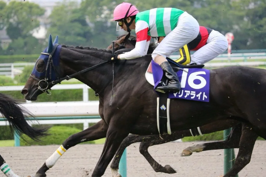 【有馬記念2016予想】グランプリへ挑む女傑3頭