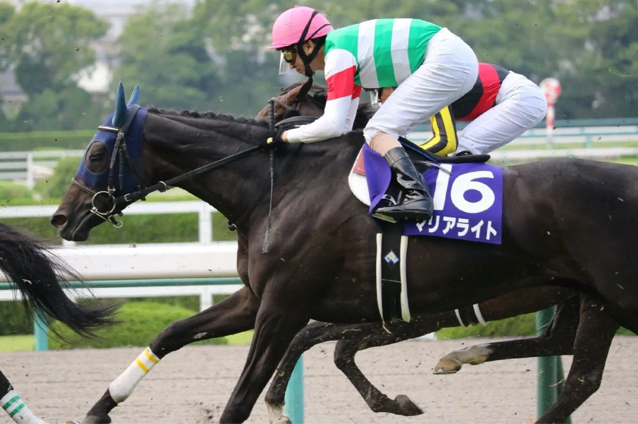 【有馬記念2016予想】グランプリへ挑む女傑3頭