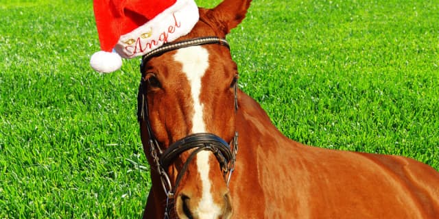 【有馬記念2016予想】せっかくのクリスマス！今日くらい好きな馬を本命にしてみよう！