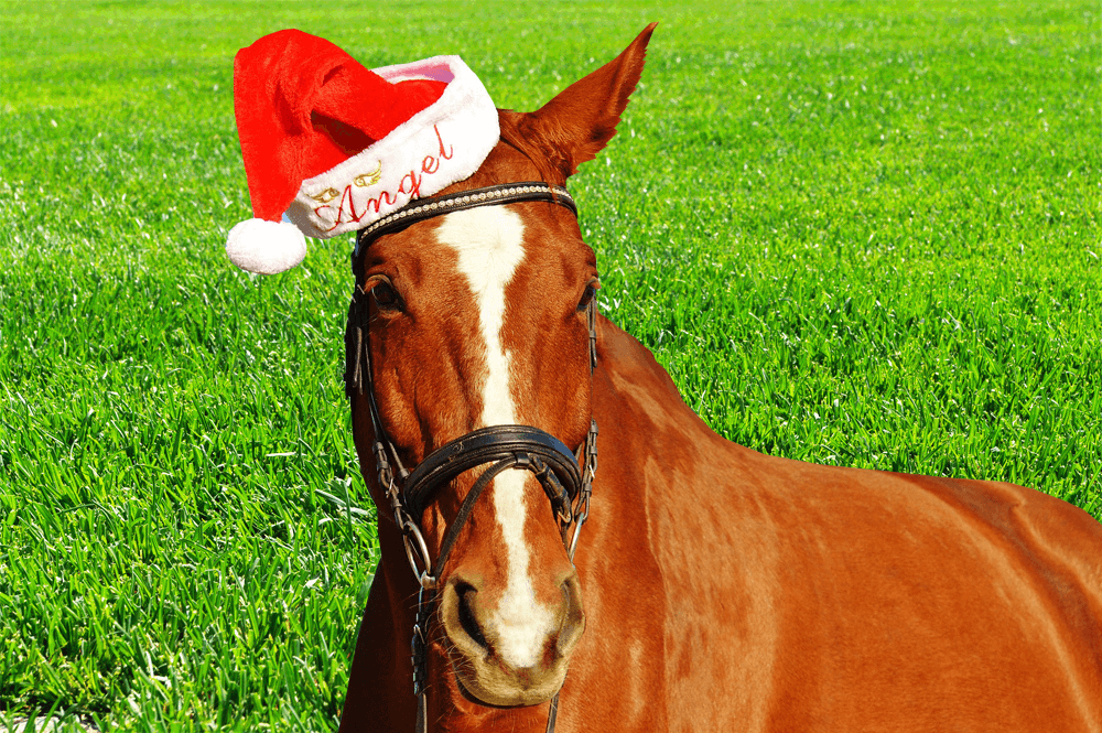 【有馬記念2016予想】せっかくのクリスマス！今日くらい好きな馬を本命にしてみよう！