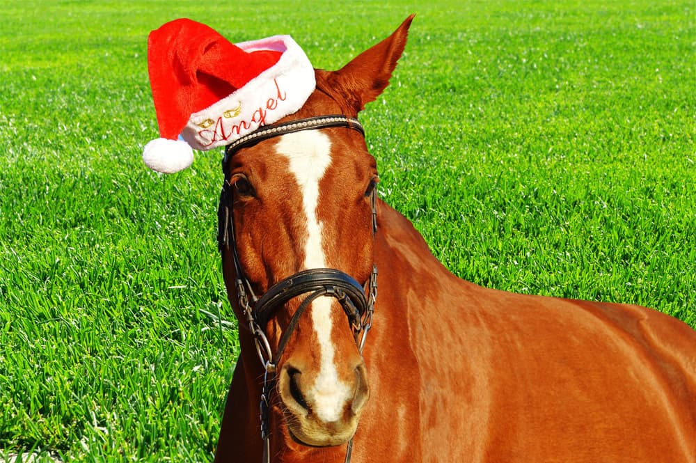 【有馬記念2016予想】せっかくのクリスマス！今日くらい好きな馬を本命にしてみよう！
