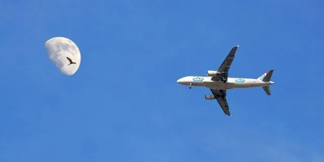 3億円の輸入牝馬キュラリナ