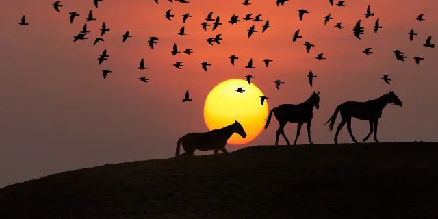 【阪神JF予想2016】エリートには負けない！厳選穴馬情報