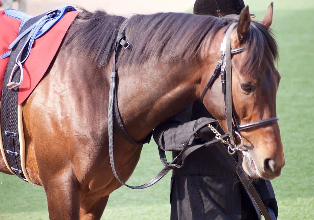ミッキーロケット引退。種牡馬入り