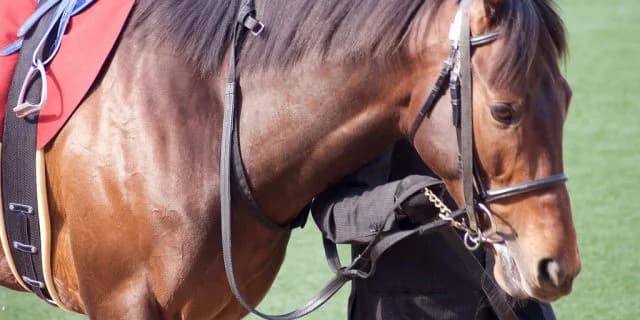 【日経新春杯2017予想】素質馬ミッキーロケット、成長に繋がる一戦になれば