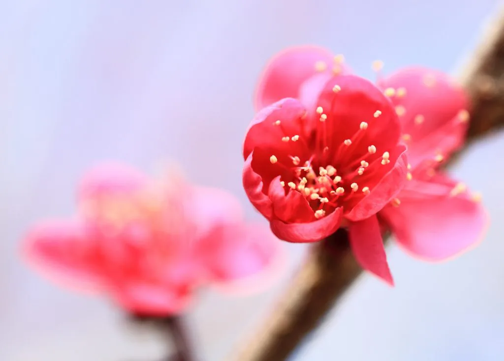 【紅梅S予想2017】安定感抜群エントリーチケット