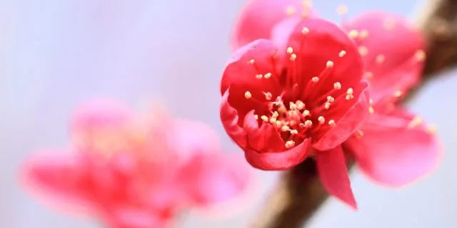 【紅梅S予想2017】安定感抜群エントリーチケット