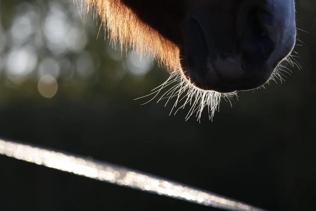 【京成杯AH】安定感抜群のグランシルク、善戦マン卒業なるか？