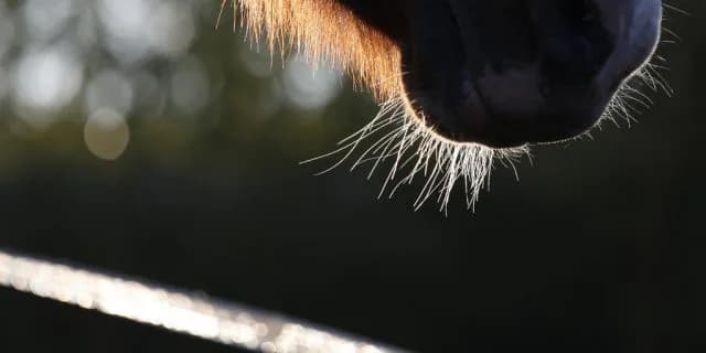 【京成杯AH】安定感抜群のグランシルク、善戦マン卒業なるか？