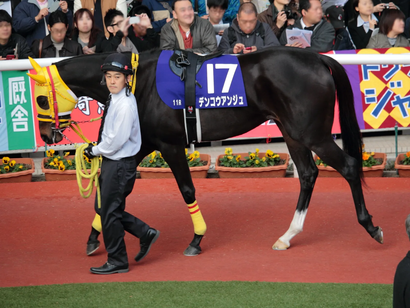 【愛知杯2020予想】デンコウアンジュ×柴田善臣、人馬ともにベテランの技で道を切り開けるか?