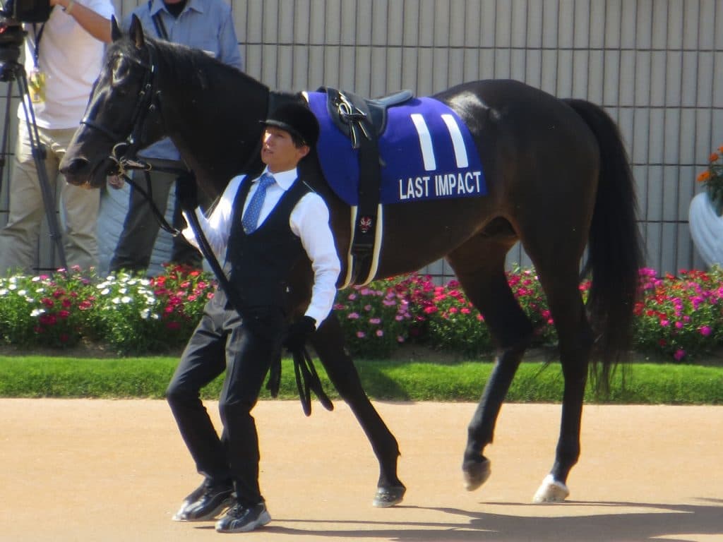 ラストインパクト引退、今後は乗馬に