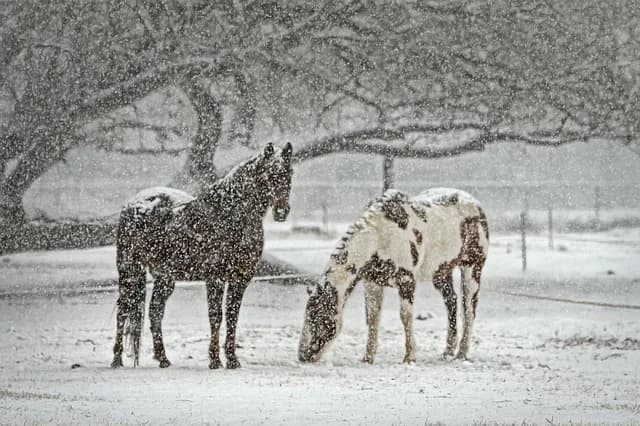 大寒波襲来。15日の中京・京都競馬が代替競馬に。
