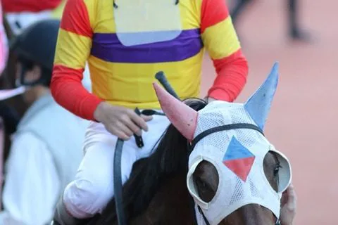 【シリウスS2017】充実一途のミツバ、G1取りへ向けて3連勝へ