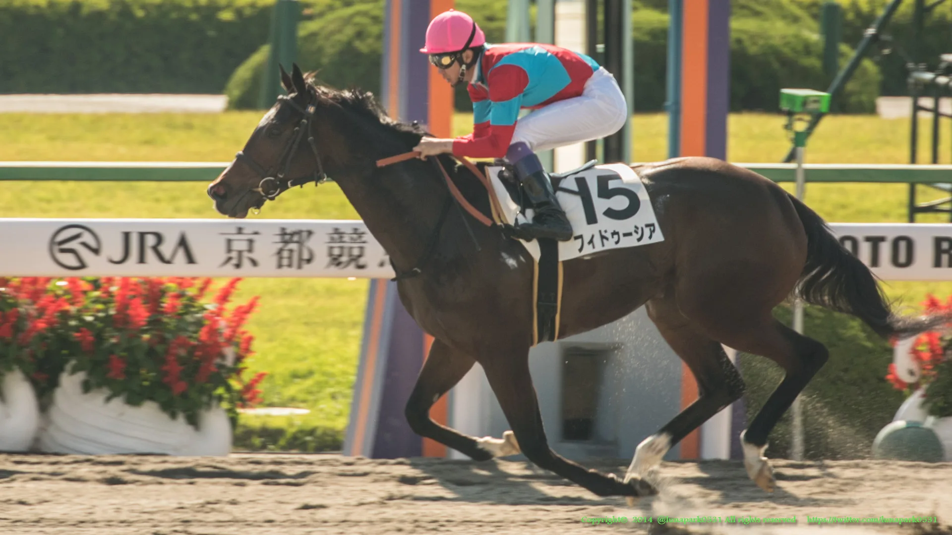 【京都牝馬S予想2017】フィドゥーシア、牝馬相手なら距離延長も克服なるか?