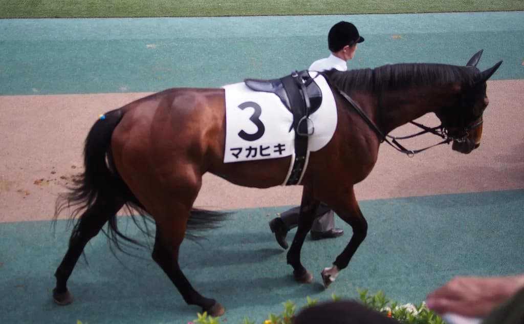 マカヒキ、骨折。3ヶ月以上の休養