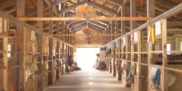 濃密なインブリードを持つクリスマスの初仔が誕生