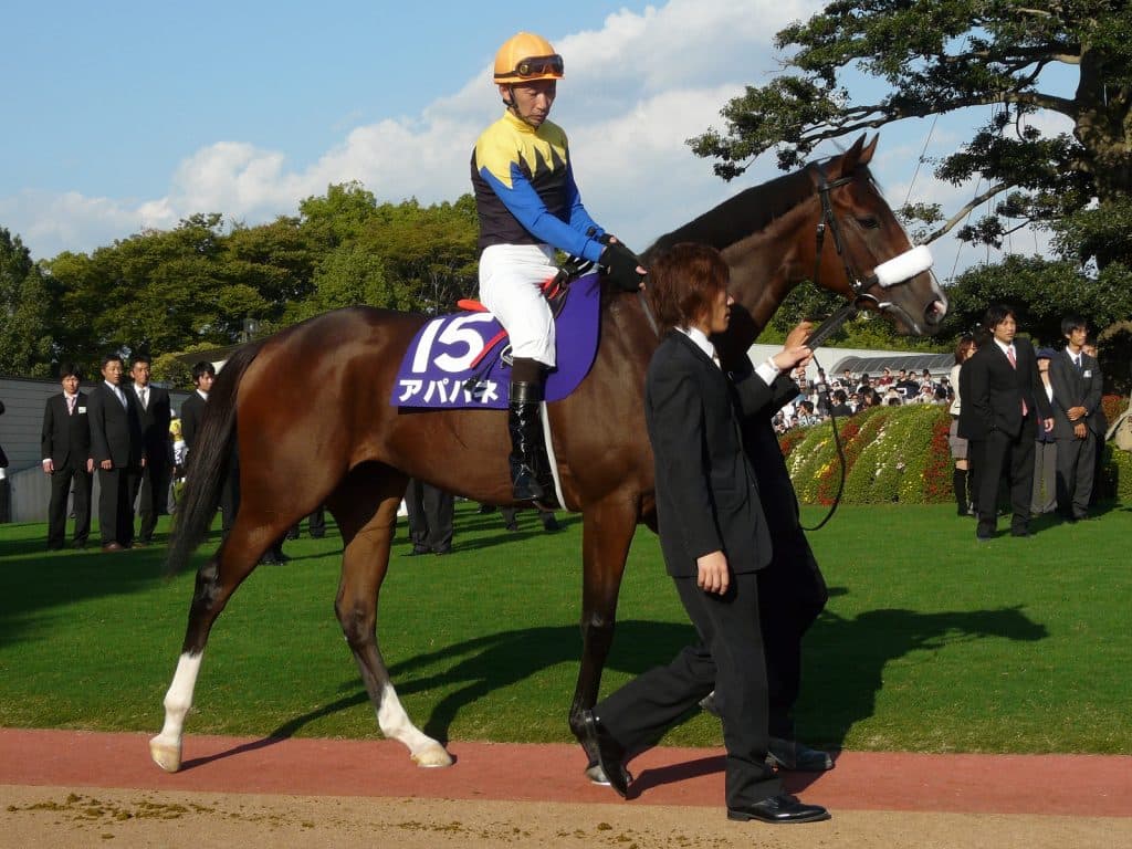 ジナンボー新馬戦で母アパパネに産駒初勝利をプレゼント