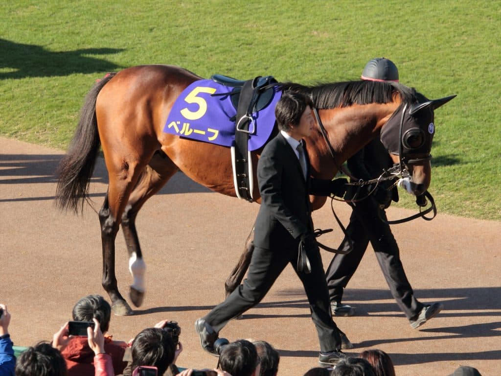 【小倉大賞典2017予想】近走安定感の光るベルーフ