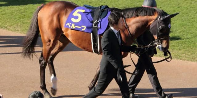 【都大路S予想2017】混戦を断つのはベルーフだ！！