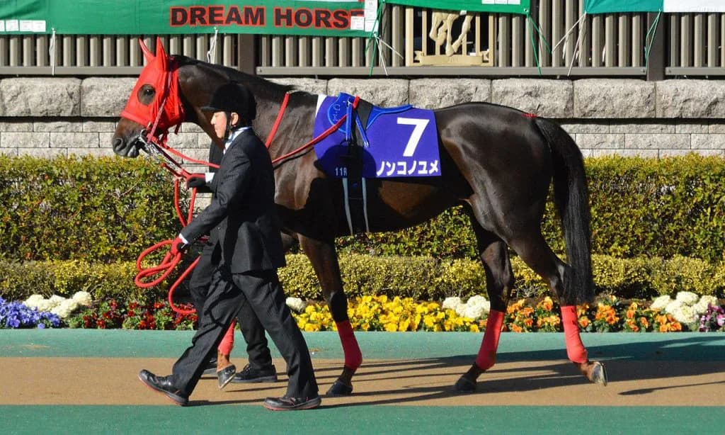 【注目新馬】ノンコの夢を継ぐものが今週東京競馬場に見参！